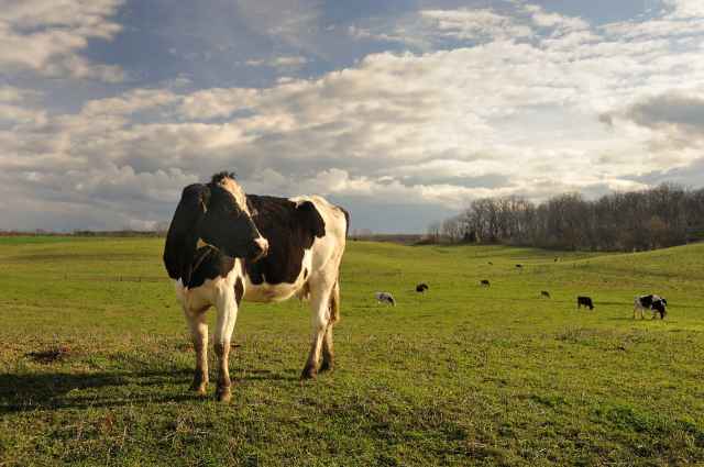 Cow in field Cow in field