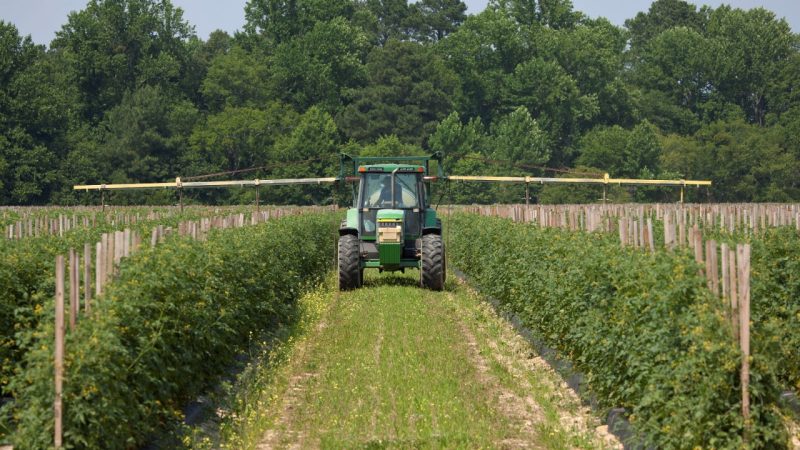 Farmer sprays tomato plants for insercts at this Virginia farm.