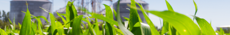 corn plantation and defocused silos in the background
