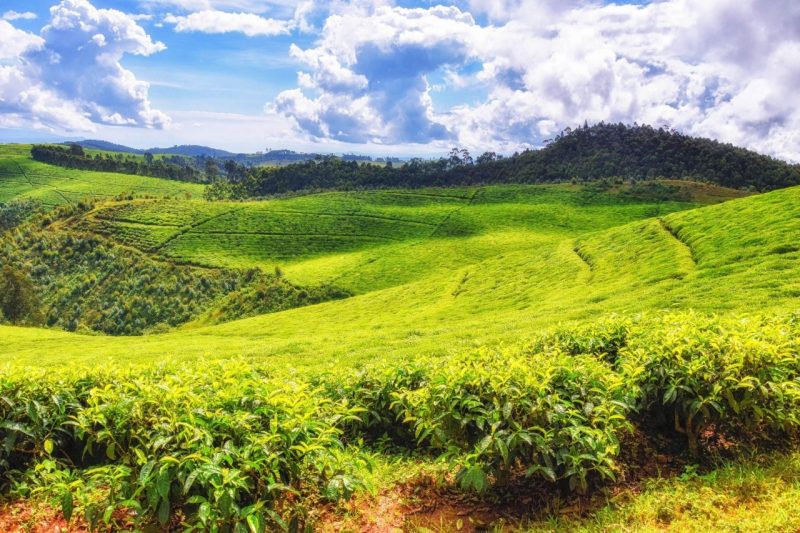 Tea fields in Rwanda. Photo courtesy of Atosan.
