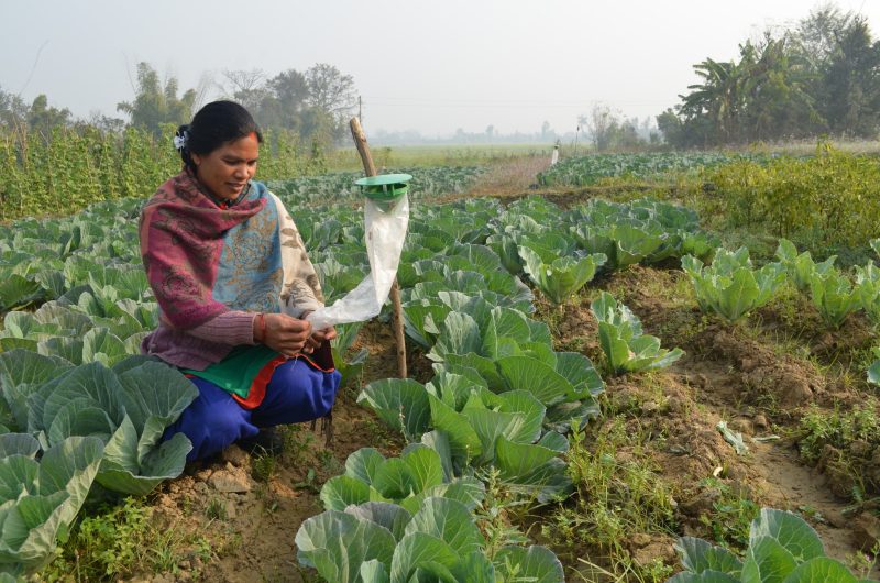 A woman checks a pheromone trap in a cabbage field near Banke, Nepal.