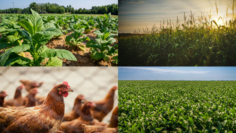 Production of tobacco (top left), corn (top right), soybeans (bottom right) and poultry could be affected economically by tariffs. Photos courtesy Pexels.