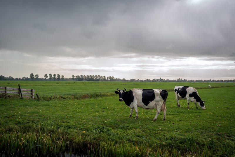 Cows graze under approaching rain clouds. Photo courtesy of Adobe Stock. 