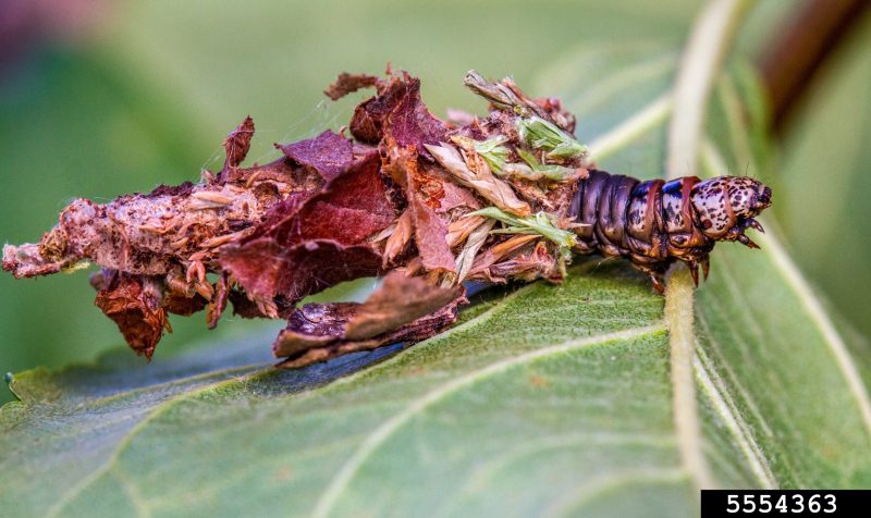 A bagworm caterpillar partially emerged from its silk enclosure covered with leafy materials.