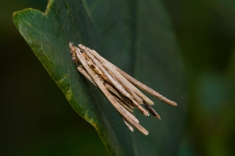 A close up of a bagworm cocoon attached to a fresh leaf. The coccon is disguised as a bundle of neatly trimmed plant material.