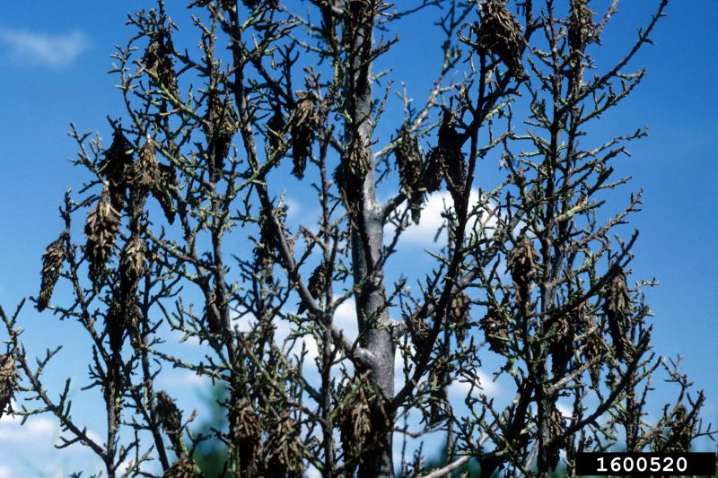 A dead, defoliated shrub has dozens of bagworm cocoons suspended from its bare branches.