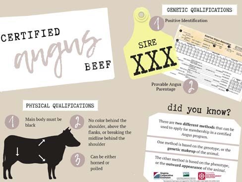 Figure 3. Infographic on "Certified Angus Beef" detailing physical and genetic qualifications for certification. It features sections on physical qualifications with three key points: the main body must be black, no color behind the shoulder, above the flanks, or breaking the midline behind the shoulder, and the cattle can be either horned or polled. The genetic qualifications include positive identification and provable Angus parentage. A sidebar titled "Did you know?’" explains that there are two methods for certification: one based on genotype or genetic makeup, and the other based on phenotype or the outward appearance of the animal.