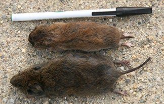 Two voles lying still on the ground next to a ball-point pen used for reference. The top vole is smaller than the pen and has a short tail. The bottom vole is larger in girth and length and has a longer tail. It is about the same length as the pen from nose to the tip of the tail.