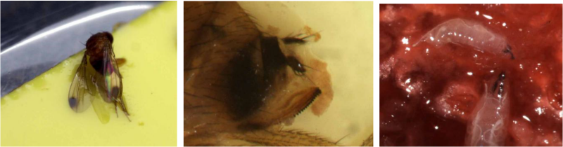 Adult male spotted wing drosophila on yellow sticky trap, with black spots on tips of wings. Tip of abdomen of female spotted wing drosophila, featuring the enlarged, serrated ovipositor.Spotted wing drosophila larvae feeding on the flesh of a raspberry.