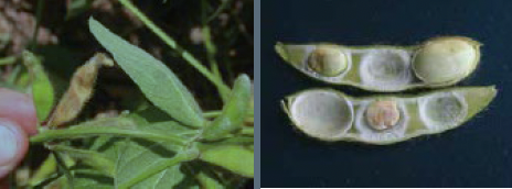An open soybean pod opened in have and seeds showing symptoms of stink bug feeding and A browned soybean pod showing symptoms of stink bug damage