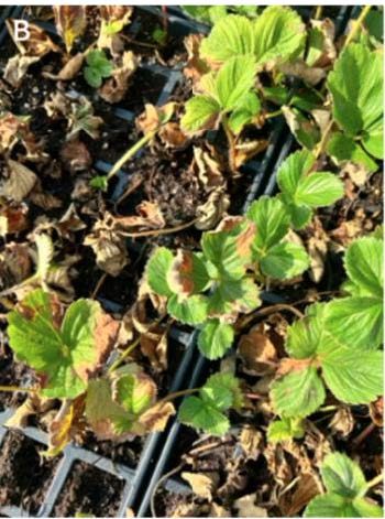close up of strawberry plug plants showing leaf spot symptoms